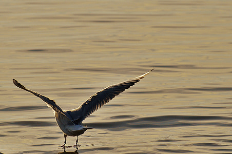 นกนางนวล, น้ำ, ทะเลสาบคอนสแตนซ์, โลกของสัตว์, ทะเลสาบ, นก, ขนนก