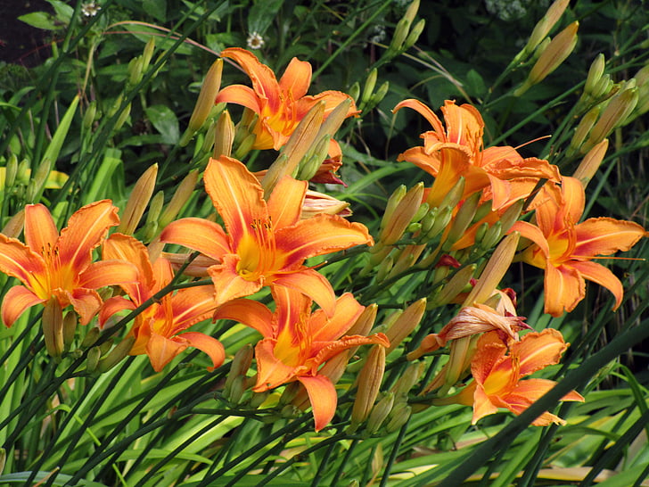 Lily, fleurs, orange, plante