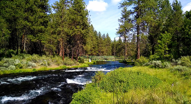 Río, Parque de Collier, Oregon, árboles, verde, naturaleza