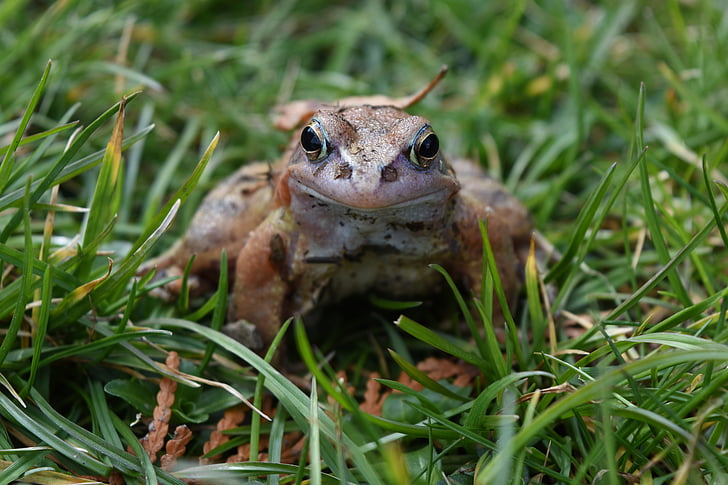 the frog, nature, amphibian, frog, animal, toad, wildlife