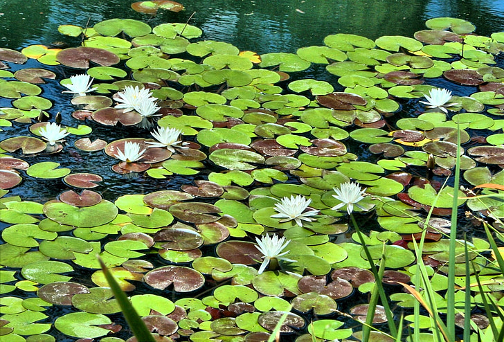 lírios de água branca, Lagoa, flutuante, flores no jardim, planta de lagoa, aquática, folhas