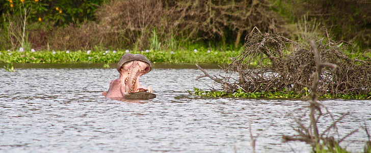 hippo, kenya, lake naivasha, water, one person, adults only, one woman only