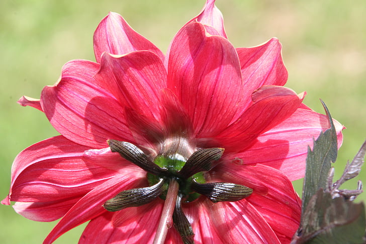 blossom, bloom, red, red flower, plant, flower