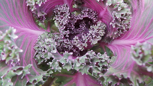 flower, cabbage, purple, red purple, flowers, decorative, ornamental plant