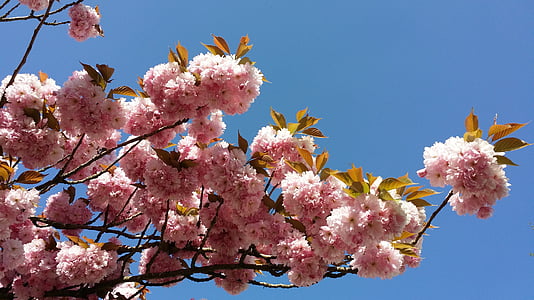 Sakura, květiny, barva růžová, kvetoucí, okvětní lístky, modrá obloha, třešeň