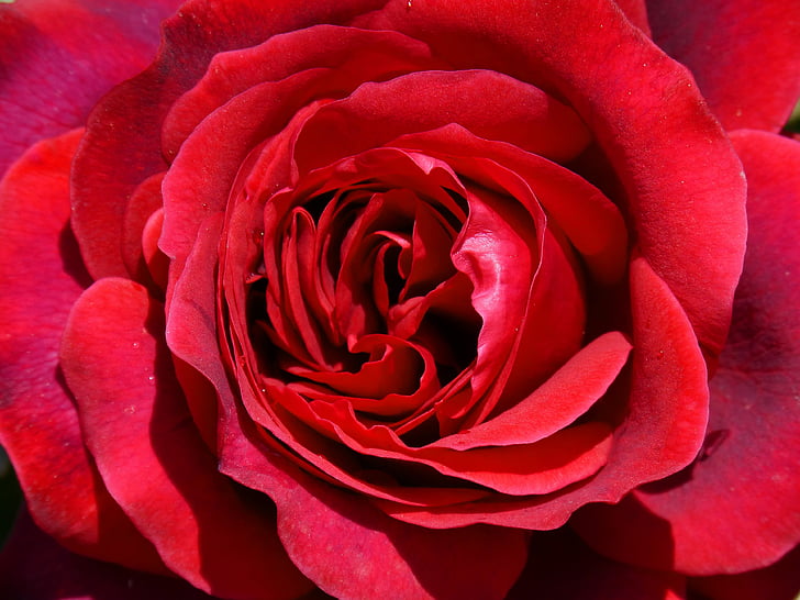 Rosa, czerwona róża, Sant jordi, Szczegóły, różowy tło, Róża-, Płatek
