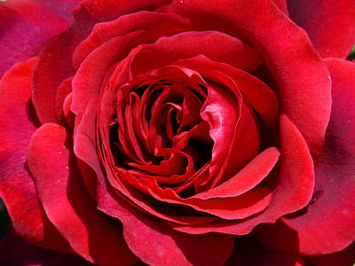 Rosa, röd ros, sant jordi, detalj, Rosa bakgrund, ros - blomma, kronblad