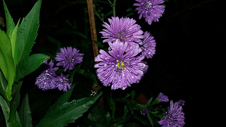 flower, nature, drops, plants, flowers, purple, plant