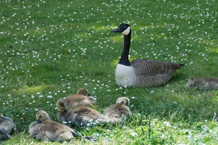 eläimet, Linnut, vesilinnut, Kanadan Goose