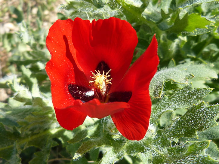 poppy, flower, spring, nature, red, plant