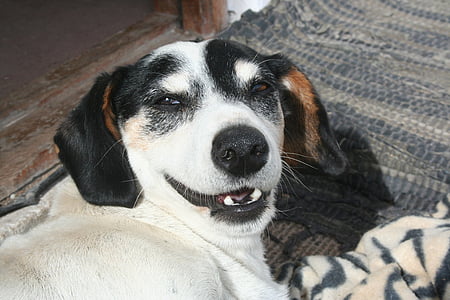 con chó, trắng, Dễ thương, mỉm cười, vật nuôi, một trong những động vật, vật nuôi