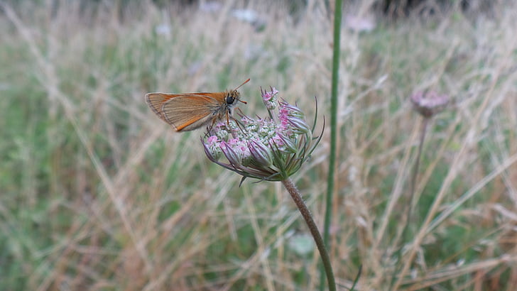 butterfly, insect, wild carrot, wild plant
