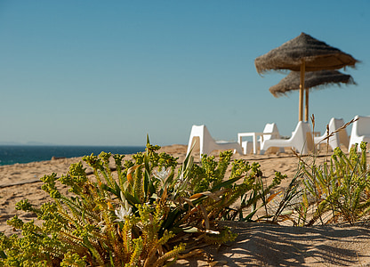 Playa, parasol, junto al mar, Océano, terraza