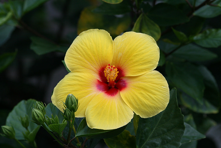 hibiscus, flower, yellow, plant, tropical, blossom, summer