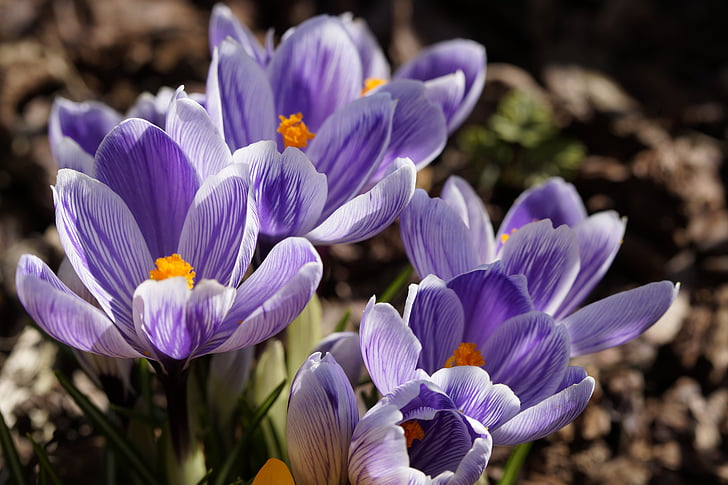 flores, Crocus, azul, brillante, floración, primavera, cerrar