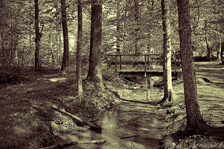 gozd, drevo, Bach, vode, ki teče, val, most, bazen