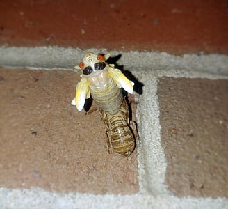 cicada, periodical cicadas, insect, 17 year cicada, nymph, molting, emerging