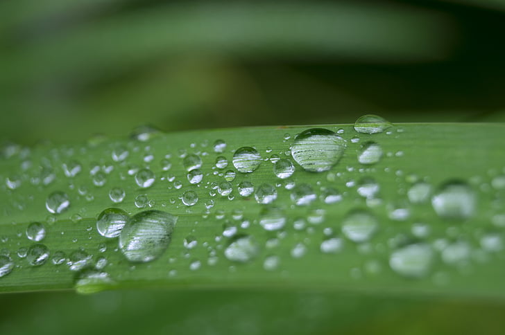 drip, water, leaf, drop of water, green, rain, dew