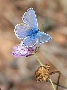 butterfly, polyommatus icarus, blue butterfly, libar, wild flower, blaveta commune, insect