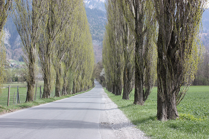 avenue, trees, away, tree, road