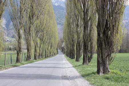 Avenue, träd, bort, träd, Road