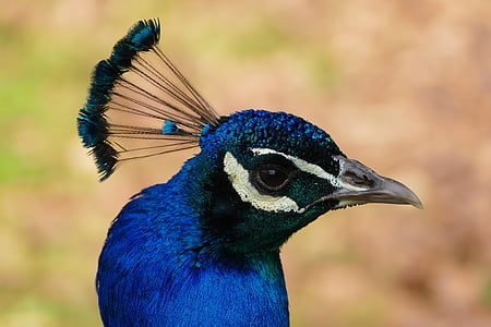 Peacock, vogel, veer, patroon, natuur, dier, staart