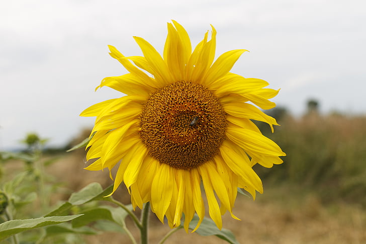 sunflower, flower, yellow, round, plant, ukraine, nature