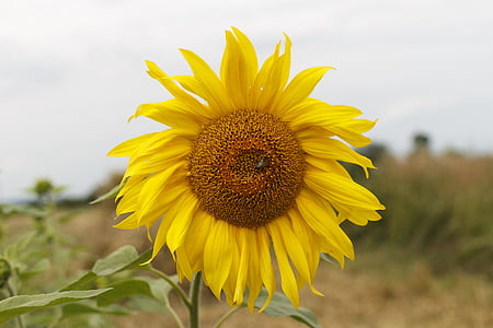 sunflower, flower, yellow, round, plant, ukraine, nature