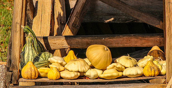 vegetables, squash, gourds, pumpkin, fresh, healthy, seasonal