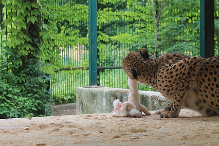 Leopard, zdobycz, jeść, drapieżnik, Kot, krew, Natura