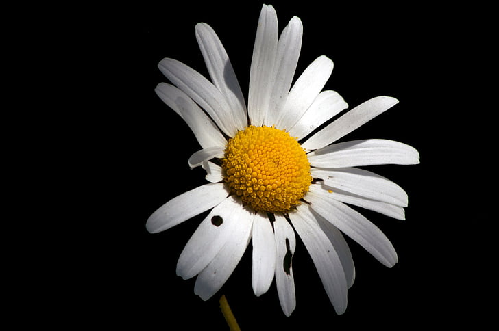 Daisy, Hoa, bản chất của các, Thiên nhiên, cánh hoa, thực vật, cận cảnh