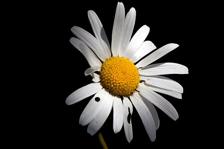 Daisy, virág, jellege a, természet, szirom, növény, közeli kép: