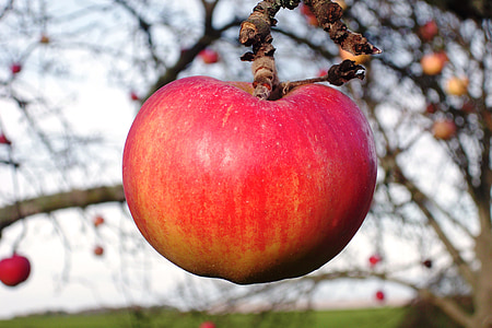 obuolių, vaisių, medis, obelis, vaisiai, vaisių eglutė, derliaus