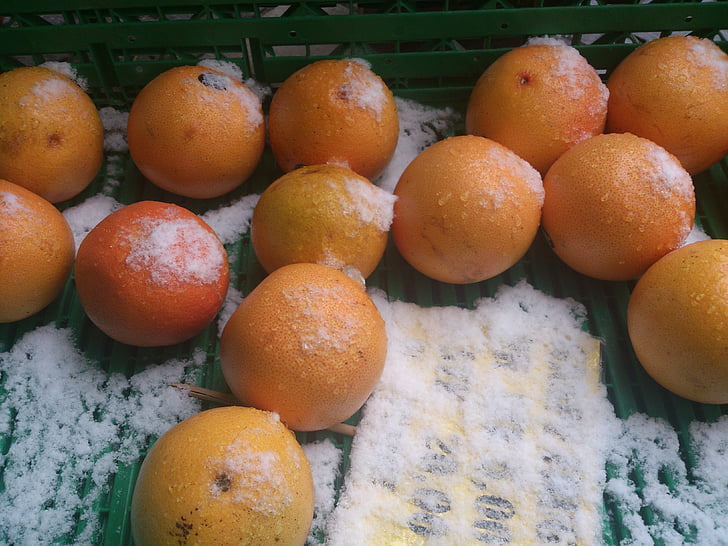 apelsīni, oranža, sniega, balta, augļi, pārtika, aktualitāte