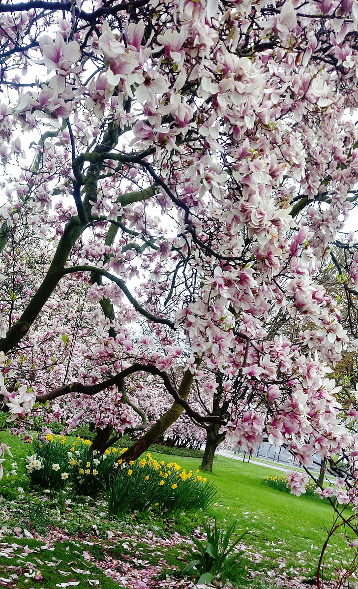 tavaszi, Magnolia, Bloom, fa, kert, gyönyörű, zöld