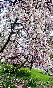 proljeće, Magnolija, cvatu, drvo, vrt, lijepa, zelena