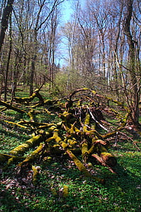 Landschaft, Harztor, Frühling, Grün, Baum, Waldweg, Natur