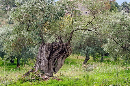 olijfboom, boom, olijfboomgaard, landbouw, olijfbomen planten, Bladeren, campagne