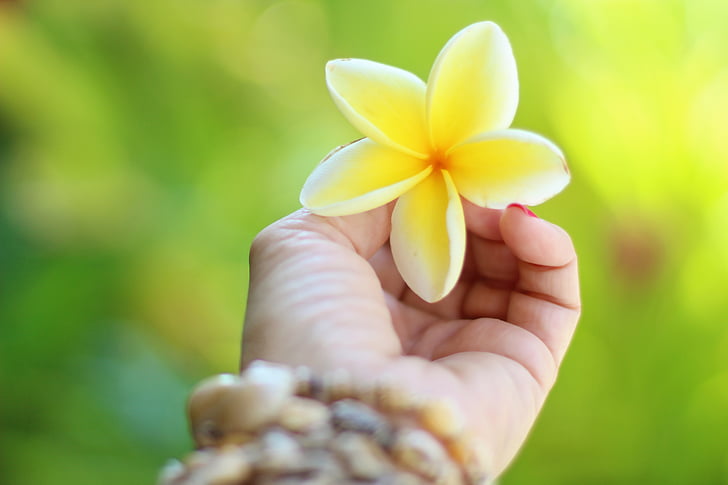 hawaii, plumeria, tropical, flower, summer, floral, nature