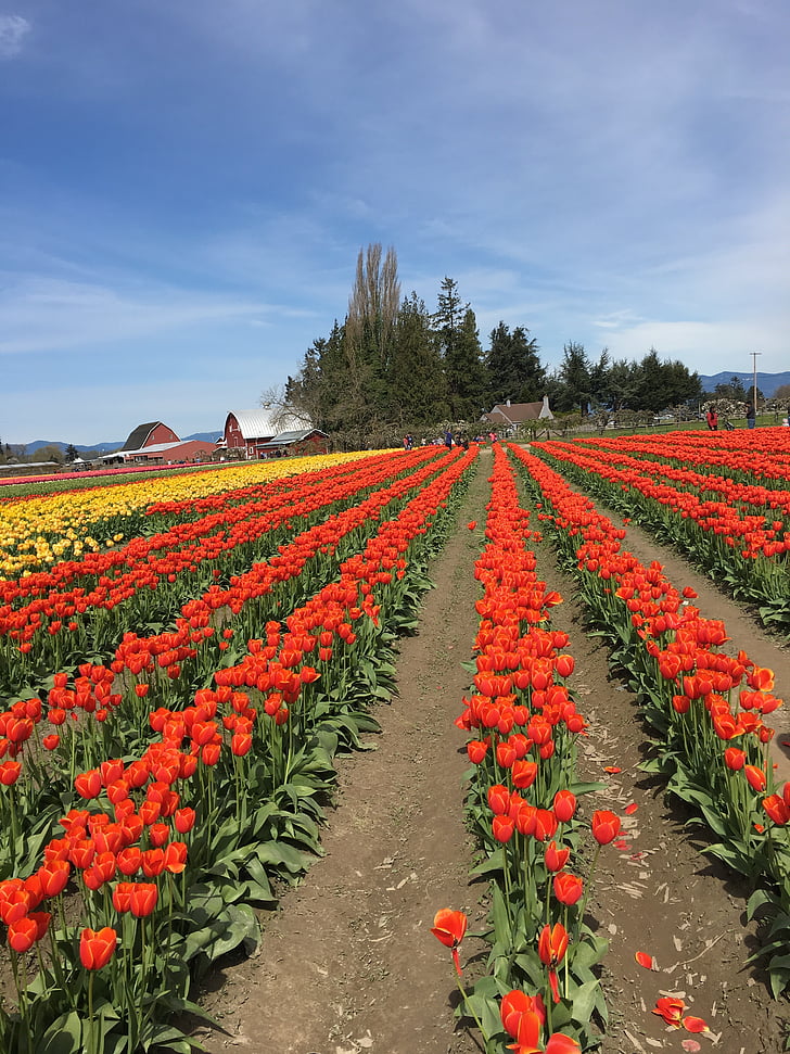 red, yellow, tulips, tulip town, washington, colorful, vibrant