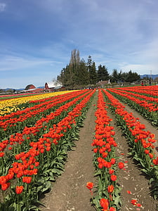 piros, sárga, tulipán, Tulip város, Washington, színes, élénk