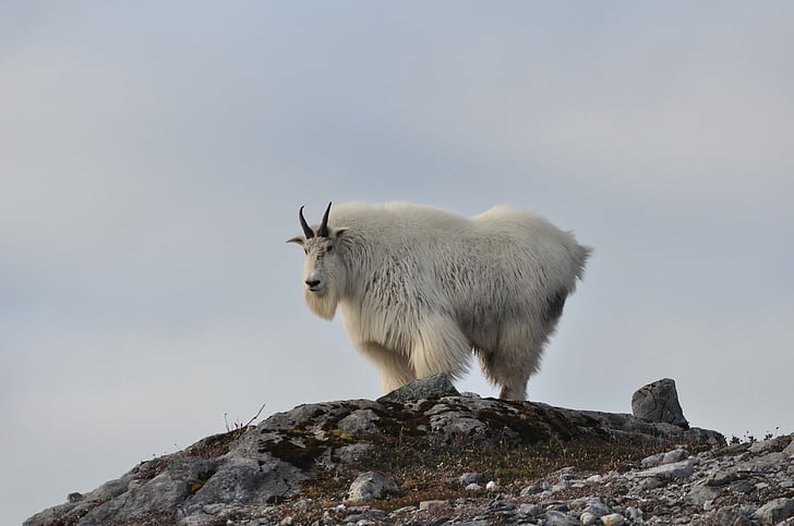 mountain goat, peak, looking, wildlife, landscape, portrait, nature