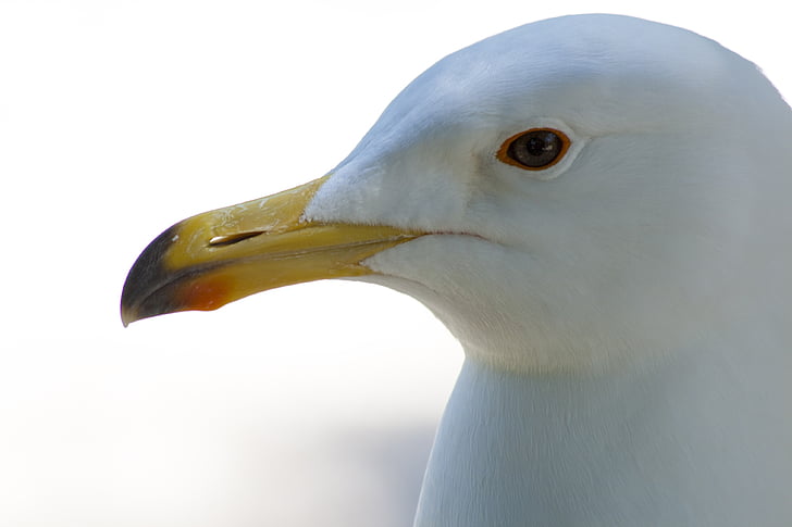 seagull, beak, bird, face, white, eye, nature