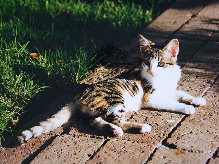 γατάκι, γάτα, Adidas patched, προσοχή, φως του δειλινού, απογευματινό ήλιο, Νότια Αφρική