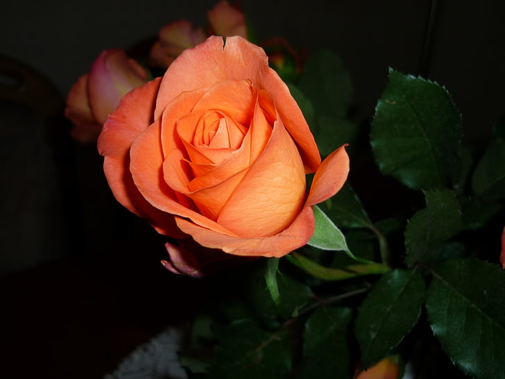 Rose, oranžna, cvet, cvet, cvet, vrtnice cvet, dišave