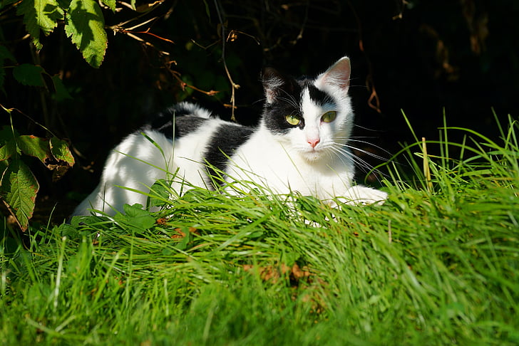 gato, fêmea, jardim, fim do verão, gato doméstico, cara de gato, retrato