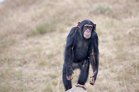 chimpanzé, singe, animal, Zoo, l’Afrique, nature, primate