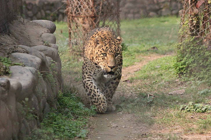 dier, Leopard, dieren in het wild, Wild, natuur, Safari, Afrika