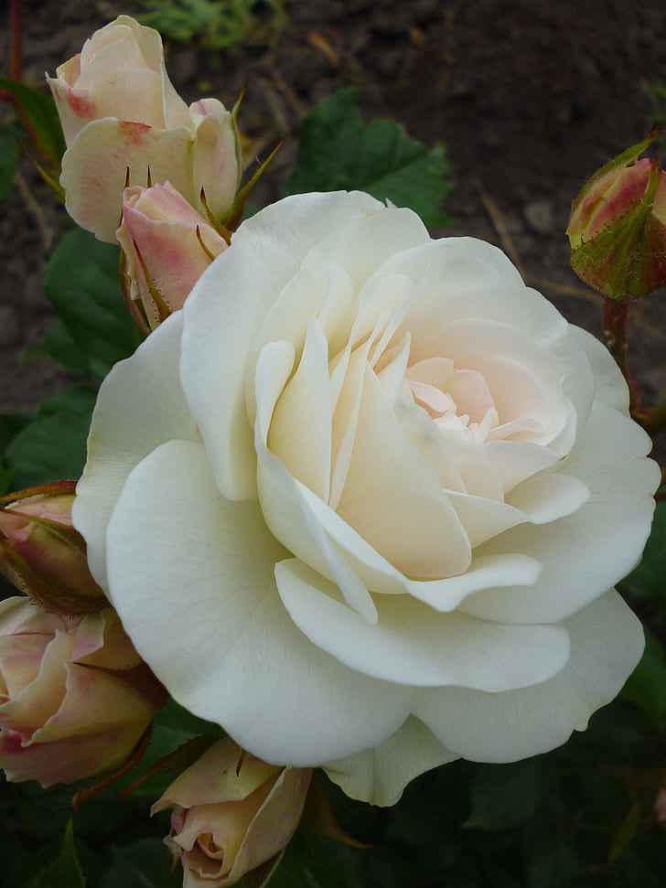 Rosa, blanc, natura, capolls de flors, flor d'estiu, planta, pètal