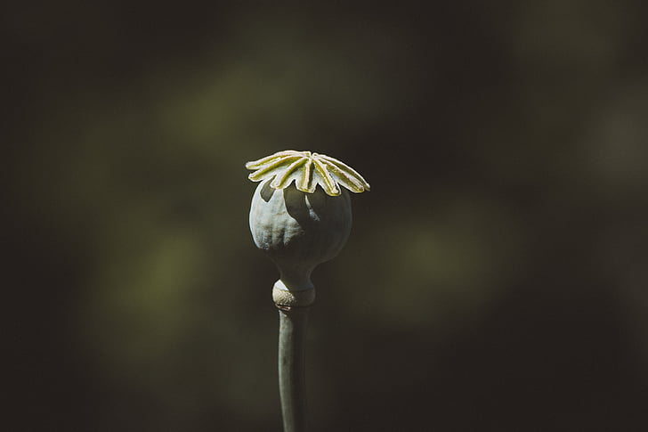 Rosella, càpsula rosella, càpsula, flor, Boll, mohngewaechs, natura